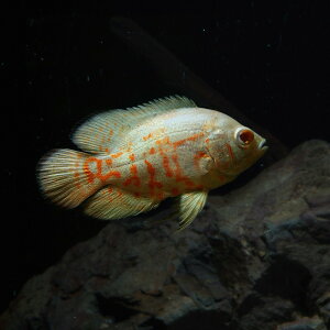 (熱帯魚 生体)アルビノタイガーオスカー　（約4cm）（1匹）【水槽/熱帯魚/観賞魚/飼育】【生体】【通販/販売】【アクアリウム/あくありうむ】【小型】