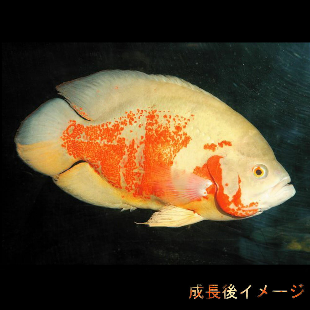 (熱帯魚 生体)アルビノタイガーオスカー　（約4-5cm)(1匹)