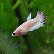 楽天市場 熱帯魚 生体 ベタ クラウンテール メス 色おまかせ 約2 3cm 1匹 水槽 熱帯魚 観賞魚 飼育 生体 通販 販売 アクアリウム あくありうむ ネオス 楽天市場店 2ページ目 みんなのレビュー 口コミ 楽天市場 熱帯魚 生体 ベタ クラウンテール メス 色おまかせ 約2 3cm 1匹 水槽 熱帯魚 観賞魚 飼育 生体 通販 販売 アクアリウム あくありうむ ネオス 楽天市場店 2ページ目 みんなのレビュー 口コミ