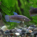 (熱帯魚 生体)ベタ プラガット メス （約3cm）（1匹）【水槽/熱帯魚/観賞魚/飼育】【生体】【通販/販売】【アクアリウム/あくありうむ】【小型】