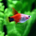 【 学名 】 Xiphophorus maculatus var 【 最大 全長 】 約 5 cm 【 分布 】 改良 品種 【 水温 】 20 ～ 26 ℃ 【 水質 】 中性 ～ 弱 アルカリ 性 【 餌 】 生餌 （ 冷凍 ） 　 乾燥 飼料 　 人工 飼料 　 【 混 泳 】 大丈夫 です 。 【 特徴 】 ハイ フィン プラティ 系 の 代表種 です 。 ソード テール と ヴァリアタス と プラティ の 交配 に よっ て 作出 さ れ た 種類 です 。 飼育 は 容易 で 、 基本的 に 他 の プラティ と 飼育 方法 は 一緒 です 。▼メダカ赤▼(熱帯魚) (プラティ)[fish]