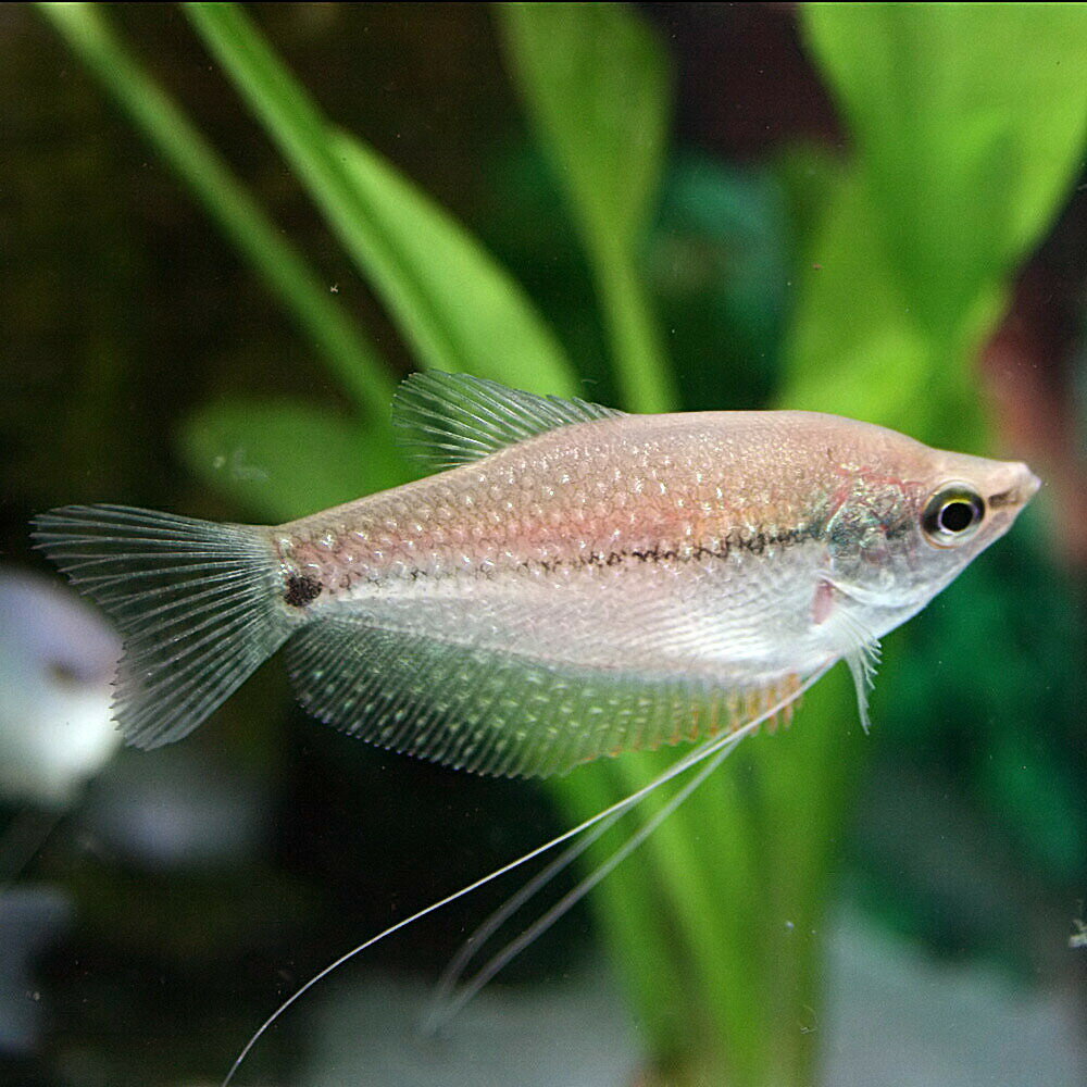 熱帯魚 生体 パールグラミー 約5cm 3匹 