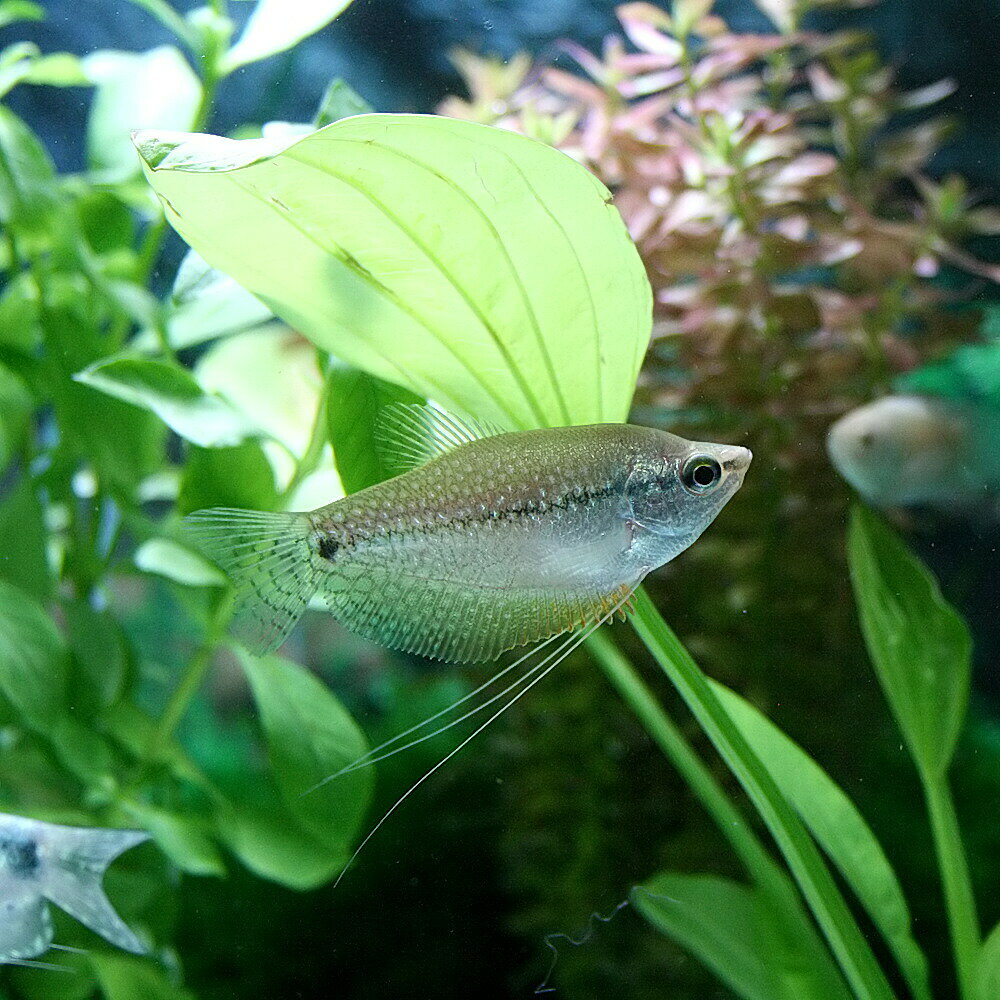 (熱帯魚 生体)パールグラミー　（約5cm）（3匹）【水槽/熱帯魚/観賞魚/飼育】【生...