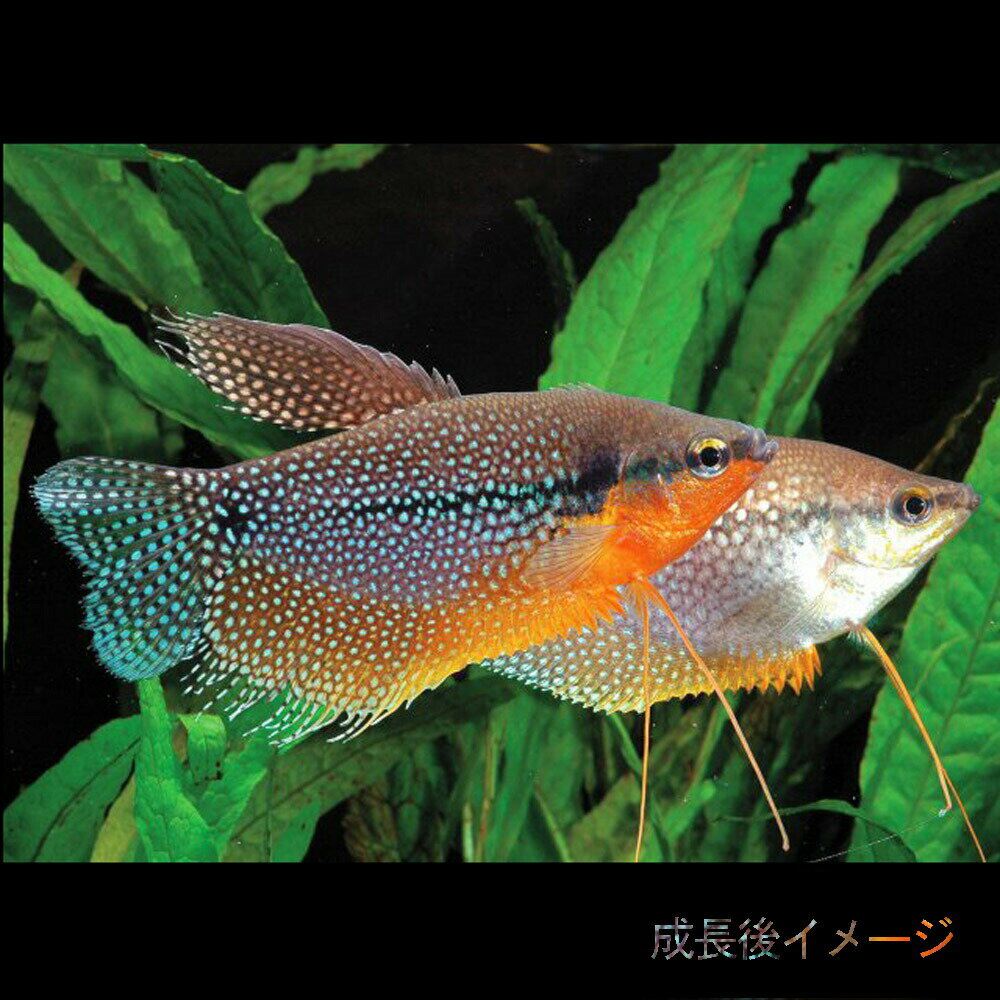 (Ǯ�ӵ� ����)�ѡ��륰��ߡ�������5cm�ˡ�3ɤ�ˡڿ���/Ǯ�ӵ�/�Ѿ޵�/����ۡ����Ρۡ�����/����ۡڥ������ꥦ��/�������ꤦ��ۡھ�����