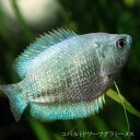 (熱帯魚 生体)コバルトドワーフグラミー メス ♀ （約3-4cm）（1匹）【水槽/熱帯魚/観賞魚/飼育】【生体】【通販/販売】【アクアリウム/あくありうむ】【小型】