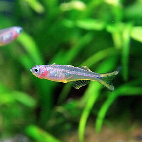 (熱帯魚 生体)ポポンデタ　フルカタ　（約2cm）（4匹）【水槽/熱帯魚/観賞魚/飼育】【生体】【通販/販売】【アクアリウム/あくありうむ】【小型】