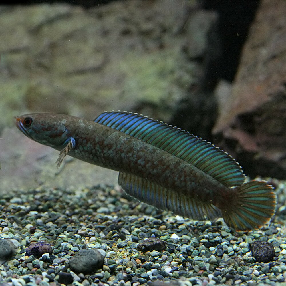 (熱帯魚 生体)ブルーレインボースネークヘッド　（約6-7cm）（1匹）【水槽/熱帯魚/観賞魚/飼育 ...