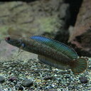 (熱帯魚 生体)ブルーレインボースネークヘッド （約6-7cm）（1匹）【水槽/熱帯魚/観賞魚/飼育】【生体】【通販/販売】【アクアリウム/あくありうむ】