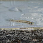 (熱帯魚)コンテリボウズハゼ 　（約5cm）（3匹）