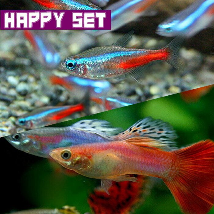 熱帯魚 生体 【ハッピーセット】ネオンテトラ SMサイズ約1.5-2cm 10匹 ＋ ミックスグッピー 約3cm 2ペア 【水槽/熱帯魚/観賞魚/飼育】【生体】【通販/販売】【アクアリウム/あくありうむ】【小…