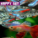 (熱帯魚 生体)【ハッピーセット】ネオンテトラ（SMサイズ約1.5-2cm）(10匹) ＋ ミックス ...