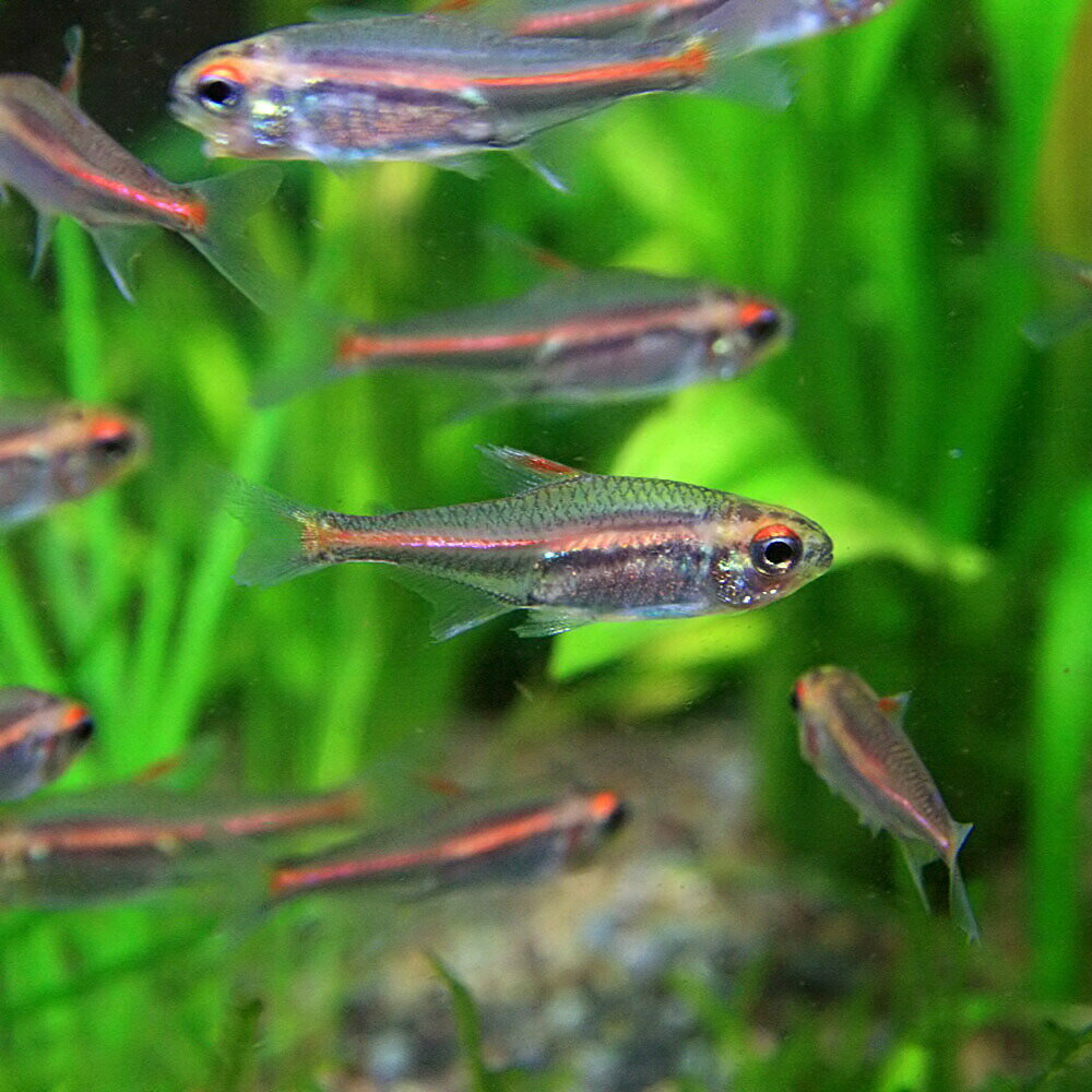 (熱帯魚 生体)グローライトテトラ　（約2cm）（50匹）【水槽/熱帯魚/観賞魚/飼育】【生体】【通販/販売】【アクアリウム/あくありうむ】【小型】