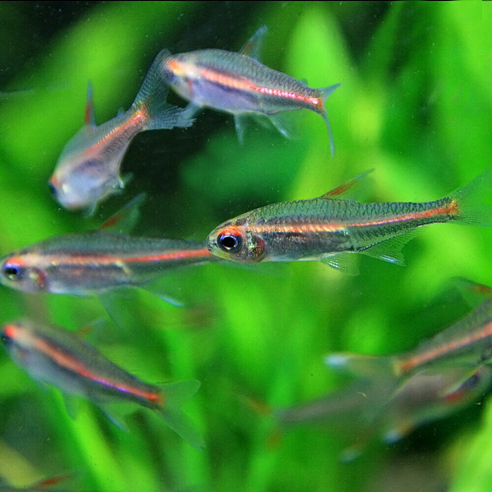 (熱帯魚 生体)グローライトテトラ　（約2cm）（50匹）【水槽/熱帯魚/観賞魚/飼育】【生体】【通販/販売】【アクアリウム/あくありうむ】【小型】