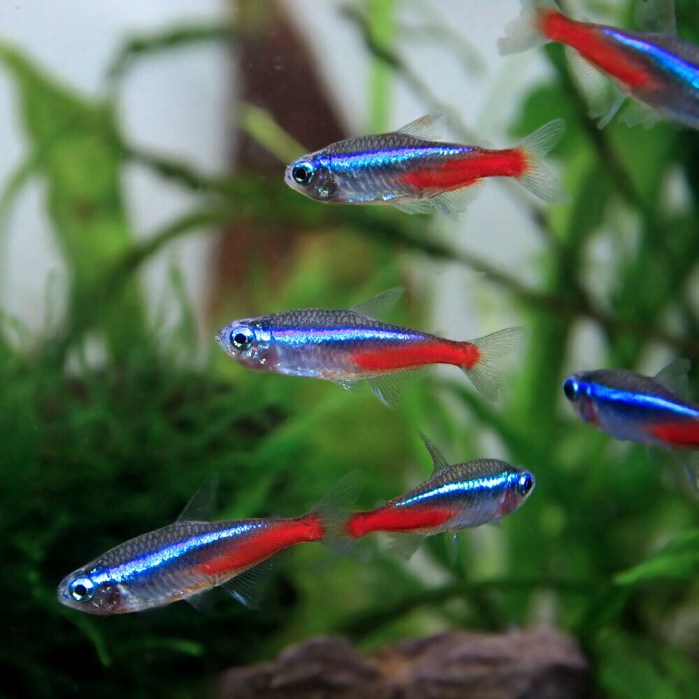 (熱帯魚 生体)ネオンテトラ（Lサイズ　約2-2.5cm）（150匹）【水槽/熱帯魚/観賞魚/飼育】【生体】【通販/販売】【アクアリウム/あくありうむ】【小型】