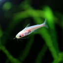 (ネオスセール)(熱帯魚 生体)白カイヤン (約3-6cm)(3匹)【水槽/熱帯魚/観賞魚/飼育】【生体】【通販/販売】【アクアリウム/あくありうむ】【小型】