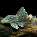 (熱帯魚 生体)ブルーフィンペコルティア　（約10-12cm）（1匹）【水槽/熱帯魚/観賞魚/飼育】 ...