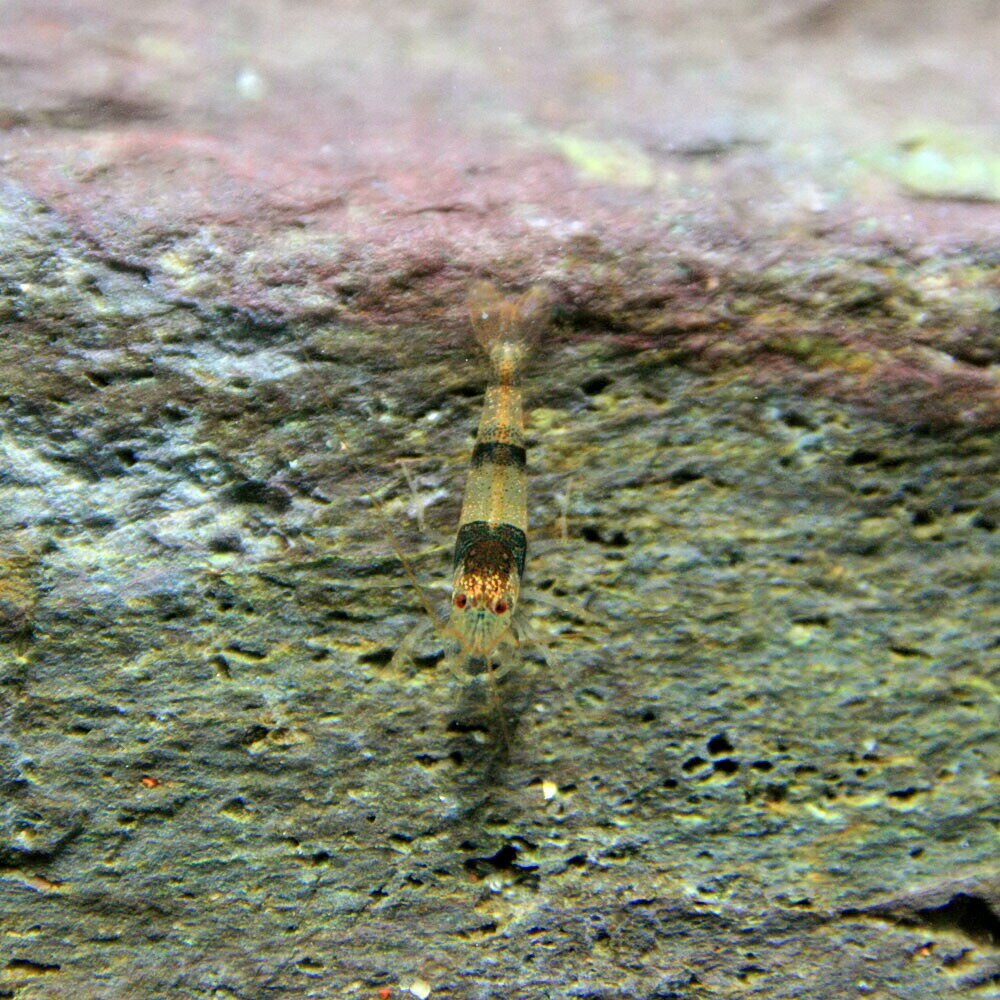 (����)�˥塼�ӡ�������ס�����1-1.5cm�ˡ�10ɤ�ˡڿ���/Ǯ�ӵ�/�Ѿ޵�/����ۡ����Ρۡ�����/����ۡڥ������ꥦ��/�������ꤦ��ۡھ�����