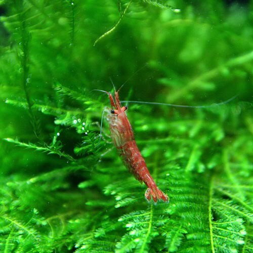 (エビ)レッドチェリーシュリンプ （約1.5cm）（12匹）【水槽/熱帯魚/観賞魚/飼育】【生体】【通販/販売】【アクアリウム/あくありうむ】【小型】