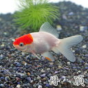 (金魚 生体)丹頂　（約5-7cm）（3匹）