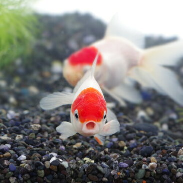 (金魚 生体)丹頂(約7-8cm)(3匹)【水槽/熱帯魚/観賞魚/飼育】【生体】【通販/販売】【アクアリウム/あくありうむ】