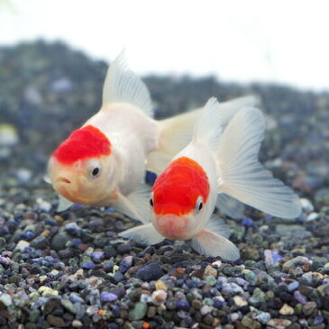 (金魚 生体)丹頂(約7-8cm)(3匹)【水槽/熱帯魚/観賞魚/飼育】【生体】【通販/販売】【アクアリウム/あくありうむ】