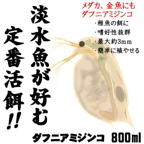 (活餌)( オススメ)ダフニアミジンコ　増量 800ml　200匹～（1袋）　【水槽/熱帯魚/観賞魚/飼育】【生体】【通販/販売】【アクアリウム/あくありうむ】【小型】