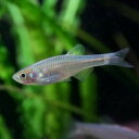 (熱帯魚 生体)ブラキダニオ　エスメラルダ　（約3-4cm）（1匹）【水槽/熱帯魚/観賞魚/飼育】【 ...