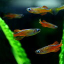 (熱帯魚 生体)シュードムギルSp.ティミカ　（約2cm）（1匹）【水槽/熱帯魚/観賞魚/飼育】【生 ...