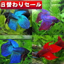 (熱帯魚 ベタ)( 日替わり限定)ベタ　トラディショナル　色おまかせ　オス ♂　（約5cm）（1匹）