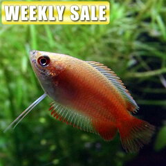 https://thumbnail.image.rakuten.co.jp/@0_mall/fish-neos/cabinet/11/weeksale-11_1.jpg