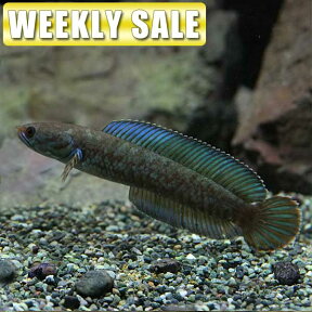 (熱帯魚)(週替わり限定)　ネオンドワーフレインボー　（約2-3cm）（10匹）