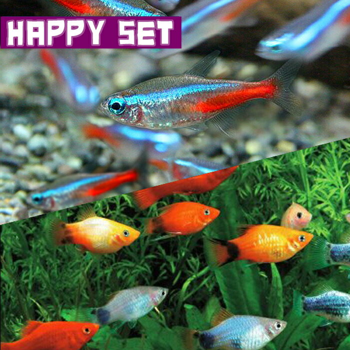 (熱帯魚セット)ネオンテトラ（SMサイズ約1.5-2cm）(10匹) ＋ ミックスプラティ（約2-3cm)（5匹）