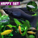(熱帯魚セット)【ハッピーセット】ミックス・モーリー (約-cm)(5匹)【水槽/熱帯魚/観賞魚/飼育】【生体】【通販/販売】【アクアリウム/あくありうむ】【小型】