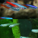 (熱帯魚 生体)ネオンテトラ（SMサイズ約1.5-2cm）(10匹) ＋ アフリカンランプアイ（約2cm）（7匹）【水槽/熱帯魚/観賞魚/飼育】【生体】【通販/販売】【アクアリウム/あくありうむ】【小型】