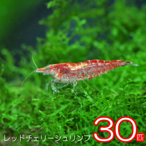 (エビ)レッドチェリーシュリンプ （約1.5cm）（30匹）【水槽/熱帯魚/観賞魚/飼育】【生体】【通販/販売】【アクアリウム/あくありうむ】【小型】