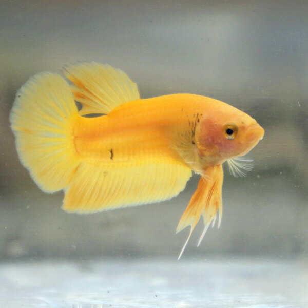 Saltwater Fishes - (熱帯魚 ベタ)ベタ・イエローバナナ♂　（1匹）