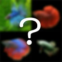 (熱帯魚 ベタ)ワクワク ショーベタ 種類おまかせ(約4-5cm)(1ペア)【水槽/熱帯魚/観賞魚/ ...