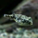 (ネオスセール)(熱帯魚 生体)テトラオドン ファハカ (約4cm)(1匹)