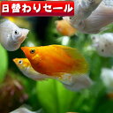 (熱帯魚 生体)( 日替わり限定)ミック