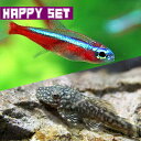 (熱帯魚)【ハッピーセット】カージナルテトラ【ブリード】(Mサイズ 約1.5-2cm)(6匹) +ミニブッシープレコ(約3-5cm)(1匹)【水槽/熱帯魚/観賞...