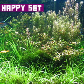 (水草)【ハッピーセット】水草 （鉛巻）　（4種）【水槽/熱帯魚/観賞魚/飼育】【生体】【通販/販売】【アクアリウム/あくありうむ】【小型】