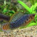 (熱帯魚 生体)グリーンセルフィンモーリー　（約5cm）（1ペア）【水槽/熱帯魚/観賞魚/飼育】【生 ...