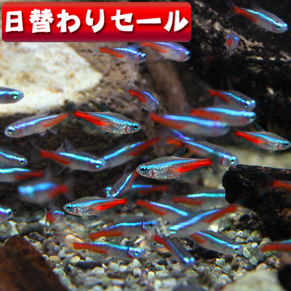 ☆☆☆月曜日(熱帯魚 生体)( 日替わり限定)ネオンテトラ　（SMサイズ約2cm）（10匹）(1匹あたり 38円)