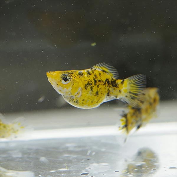 (熱帯魚)(週替わり限定)チーターバルーンモーリー（約2cm）（1匹）※雌雄判別不可