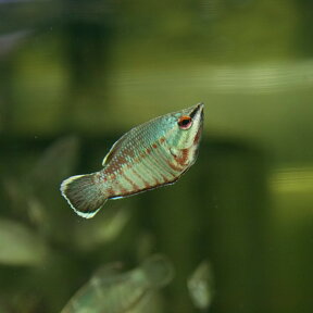 (熱帯魚 生体)バイランティチョコレートグラミー　（約3cm）（1匹）【水槽/熱帯魚/観賞魚/飼育】【生体】【通販/販売】【アクアリウム/あくありうむ】【小型】