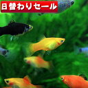 (熱帯魚 生体)( 日替わり限定)ミックスプラティ 【雌雄指定、種類指定不可】（約2-3cm)(4匹 ...