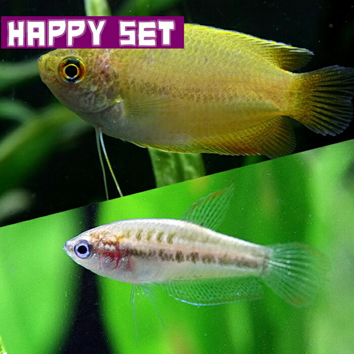 (熱帯魚 生体)【ハッピーセット】ピグミーグラミー（約2-3cm）（3匹） ＋ ゴールデンハニードワーフグラミー（約3cm）（2匹）