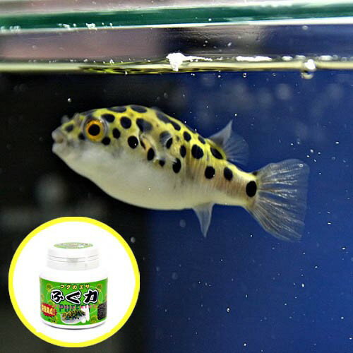 (熱帯魚 生体)ミドリフグ（約2-3cm）