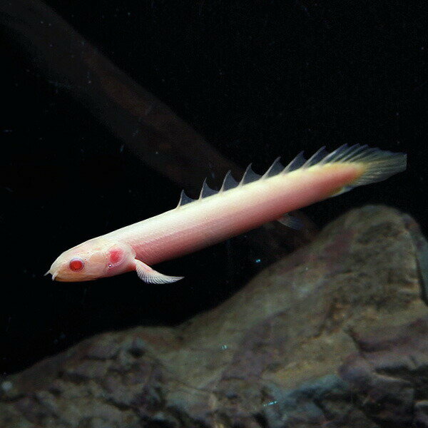 (熱帯魚 生体)アルビノ ポリプテルスセネガルス　（約6cm）（1匹）