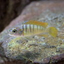 (熱帯魚 生体)アイスブルーシクリッド　（3cm）（1匹）【水槽/熱帯魚/観賞魚/飼育】【生体】【通 ...